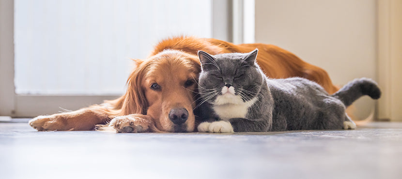 Pet Support Products